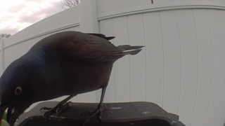 common grackle