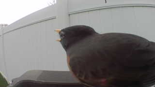 american robin