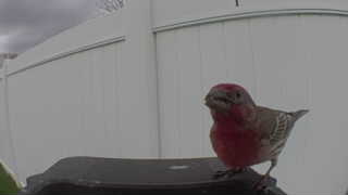 house finch