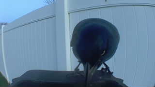 common grackle