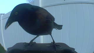 common grackle