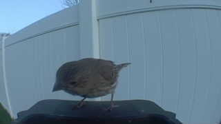 house finch
