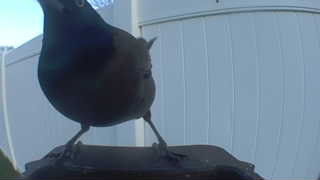 american robin