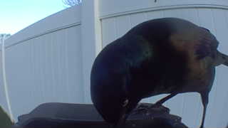 common grackle