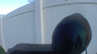 common grackle