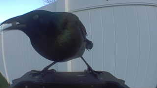 common grackle