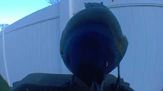 common grackle