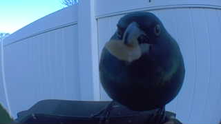 common grackle