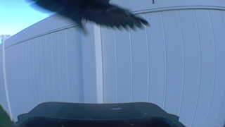 common raven