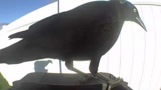 common grackle