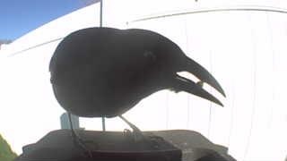 american crow