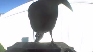common raven