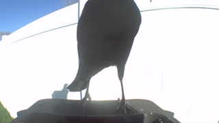 american crow