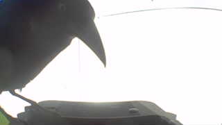 american crow