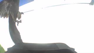 bald eagle