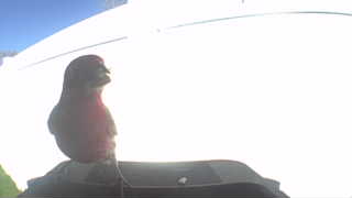 purple finch