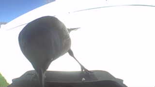 american crow
