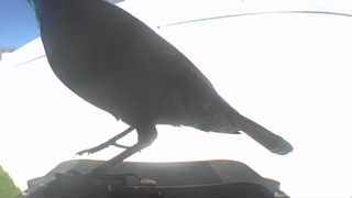 american crow