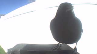 brown-headed cowbird