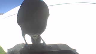 common grackle