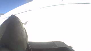 Unidentified clip