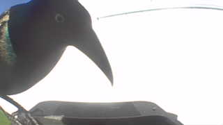 common grackle