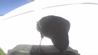 american crow