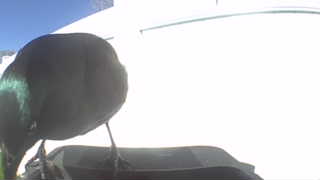 common grackle