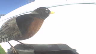 american robin