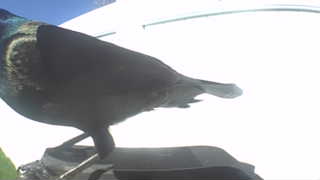 common grackle