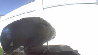common grackle