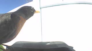 american robin