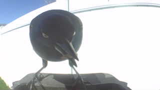 american crow