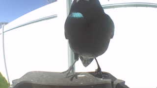 common grackle