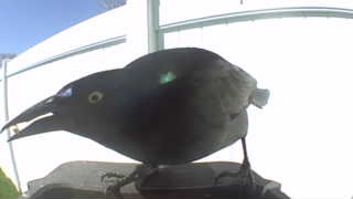 common grackle