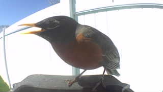 american robin