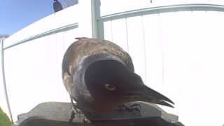 common grackle