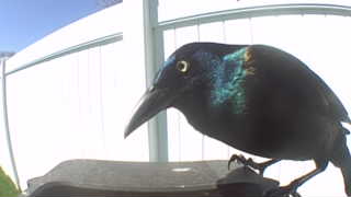 common grackle