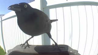 common grackle