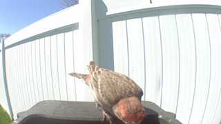 northern flicker