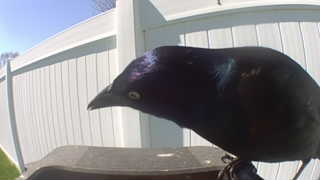 common grackle
