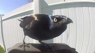 common grackle