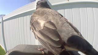 rock pigeon