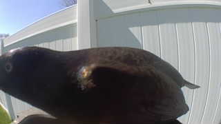 common grackle