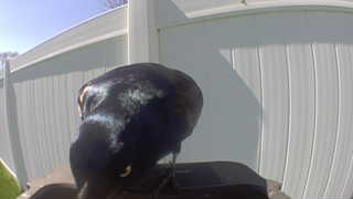 common grackle