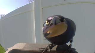 common grackle