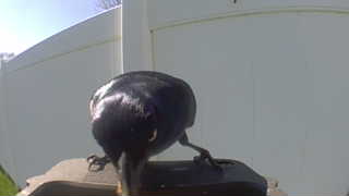 common grackle