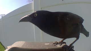 common grackle