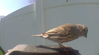 house finch
