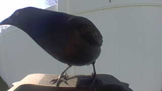 american crow